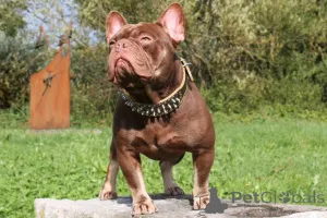 Дополнительные фото: Эксклюзив! Щенки французского бульдога.