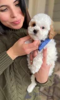 Фото №4. Продажа кавалер-кинг-чарльз-спаниеля в Măgurele заводчик - цена договорная