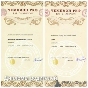 Дополнительные фото: Щенок Джек Рассел Терьер с документами от Чемпионов