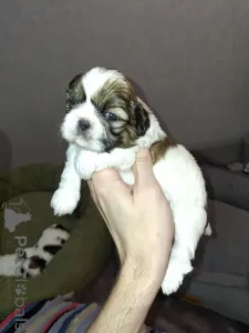 Фото №4. Продажа лхасского апсо, пекинеса, померанского шпица, ши-тцу в Вильнюсе частное объявление, из питомника, заводчик - цена 69575₽