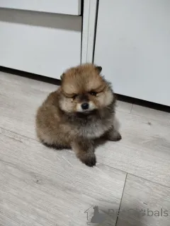 Дополнительные фото: Красивые медведи Бо