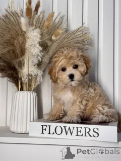 Дополнительные фото: Разведение я делаю со страстью