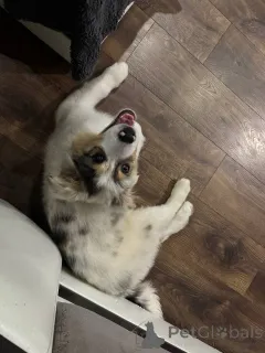 Фото №2 к объявлению №153959 о продаже австралийскую овчарку - купить в Беларуси частное объявление, из питомника, заводчик