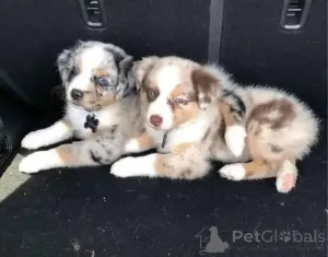 Фото №2 к объявлению №161358 о продаже австралийскую овчарку - купить в Франции частное объявление