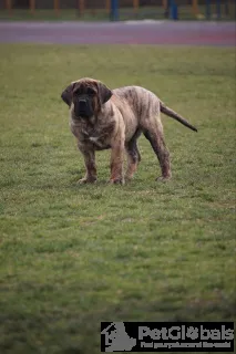 Дополнительные фото: Presa Canario Dog Canary Puppies