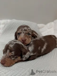 Фото №1. такса - купить в Хельсинки за 46384₽. Объявление №164008