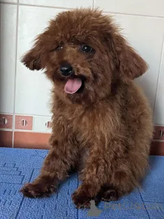 Дополнительные фото: Той пудель подростки