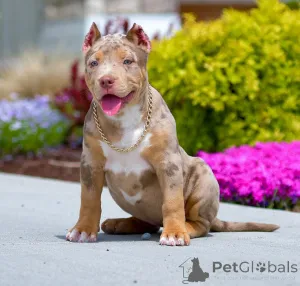 Фото №3. Myytävät amerikkalaisen Taskukiusaajan Pentuja.  Люксембург