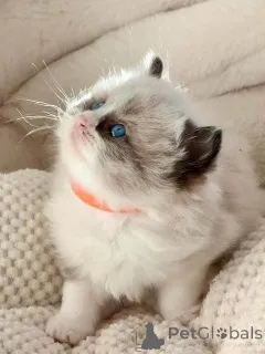 Дополнительные фото: Registrierte reinrassige Ragdoll-Kätzchen