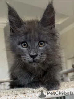 Фото №3. Очаровательные котят Мэн Кун доступны нежные гиганты со сладким темпераментом. Германия