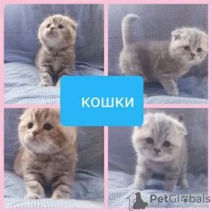 Фото №3. Большой выбор шотландских котят.. Беларусь