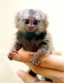 Дополнительные фото: Наши очаровательные малыши готовы отправиться в свободный любящий дом, мы