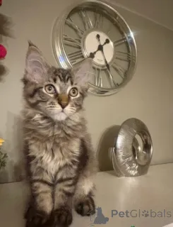 Фото №3. котята мейн-кун. Норвегия