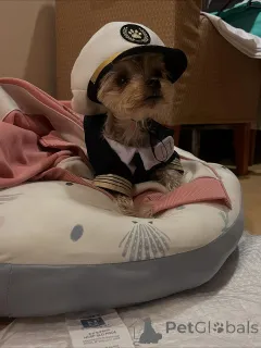 Фото №2 к объявлению №163332 о продаже йоркширского терьера - купить в Черногории частное объявление, из приюта