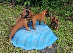 Фото №1. бельгийская овчарка - купить в Бернкастел-Кюс за договорная. Объявление №166361