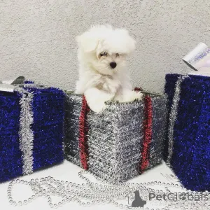 Фото №3. Красивые миниатюрные щенки детей на продажу.  США