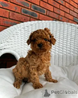 Дополнительные фото: Cavapoo-Welpen Zur Усыновление