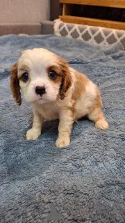 Дополнительные фото: мальчики Кавалер-Кинг-Чарльз-Спаниель