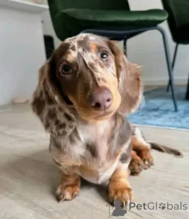 Фото №1.  - купить в Мадрид за договорная. Объявление №167012