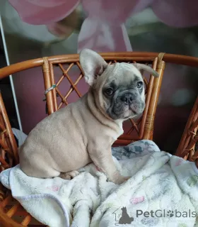 Дополнительные фото: Французский бульдог