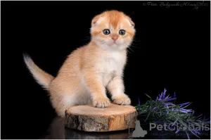 Дополнительные фото: Вислоухая золотая шиншилла