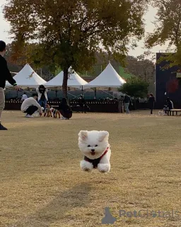 Фото №2 к объявлению №167176 о продаже мальтийскую болонку - купить в Германии частное объявление, из приюта