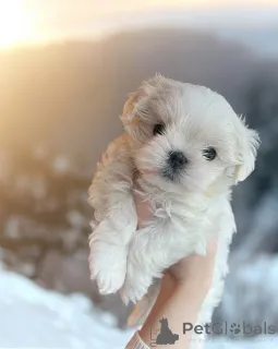 Фото №1. мальтийская болонка - купить в Гавиржов за 31454₽. Объявление №161331