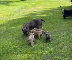 Дополнительные фото: Nuttede Cane Corso очень красив и безопасен для всех