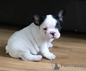 Фото №3. Французский AKC French Bulldog Puppy для бесплатного усыновления !!!.  Польша