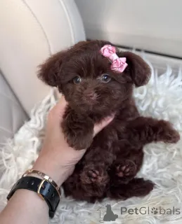 Фото №3. Дом декана Джанет Кей.  США