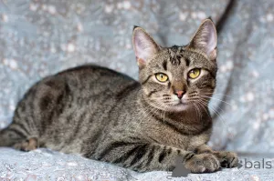 Дополнительные фото: Рассудительный красавчик Юникс