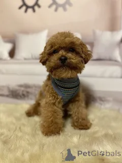 Дополнительные фото: Мальтипу мальчики