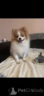 Дополнительные фото: Шпиц на усыновление - 1 кобель и 2 суки.