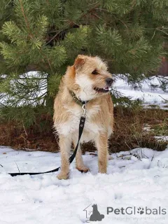 Фото №3. Симпатичный бородатик Вульф всё ещё ждёт своего человека.  Россия