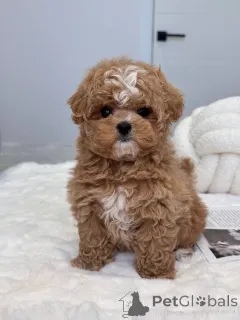 Фото №4. Продажа мальтипу в Виктор Харбор заводчик - цена 68996₽