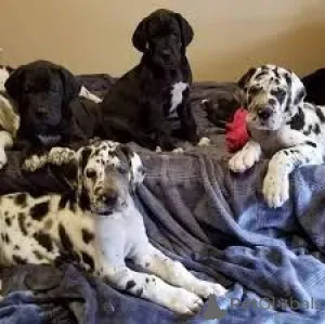 Фото №1. немецкий дог - купить в Лондонский Сити за 64937₽. Объявление №165568