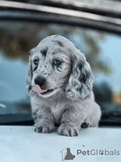 Фото №3. Красивые щенки кобеля и суки на усыновление..  Бельгия