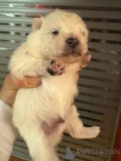 Фото №2 к объявлению №160640 о продаже померанского шпица - купить в Финляндии частное объявление