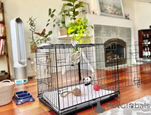 Фото №1.  - купить в Андерлехт за договорная. Объявление №161686