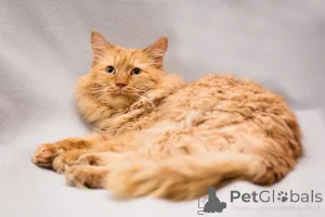 Дополнительные фото: Рыжик ищет дом!