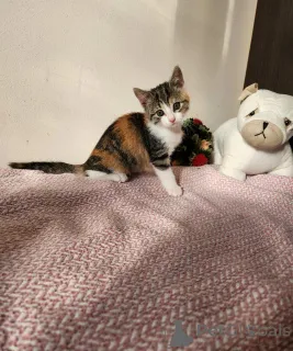 Дополнительные фото: Котята в Вене, Австрия