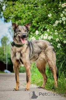 Дополнительные фото: Молодой пес Спарки ищет семью.