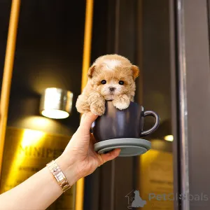 Дополнительные фото: Сладкий щенок со мальтипу