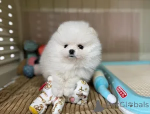 Дополнительные фото: Продаются красивые щенки померанского шпица.