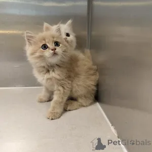 Фото №1. мейн-кун - купить в Берлине за 18553₽. Объявление №160202