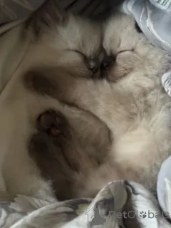 Фото №1. рэгдолл - купить в Бесплатный город за 29685₽. Объявление №144489