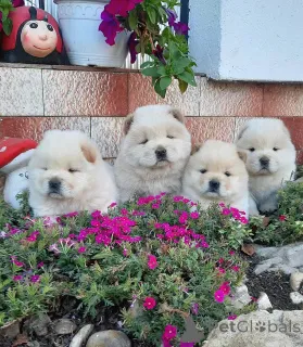 Фото №3. Чоу -чау -чау.  Сербия