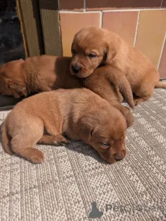 Фото №2 к объявлению №167799 о продаже лабрадор-ретривера - купить в Австрии частное объявление