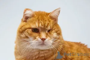 Дополнительные фото: Кошечка Наташа ищет дом.
