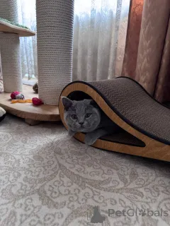 Дополнительные фото: Британская короткошерстная кошечка